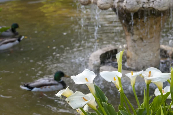 Pato selvagem, Anas platyrhynchos — Fotografia de Stock