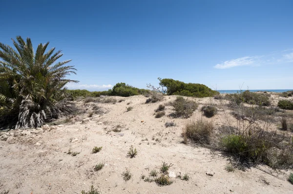 Aleppokiefer, Pinus halepensis — Stockfoto