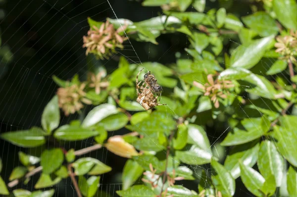 Araña de jardín en la web —  Fotos de Stock