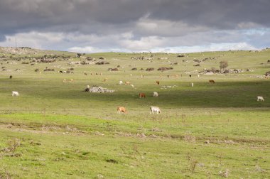 Dehesa de Navalvillar otlayan inekler