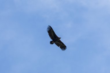 Boz akbaba, aegypius monachus