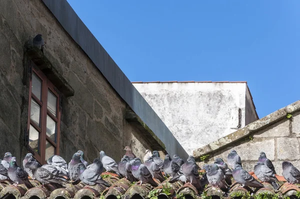 Kiremitli çatıya güvercinler — Stok fotoğraf