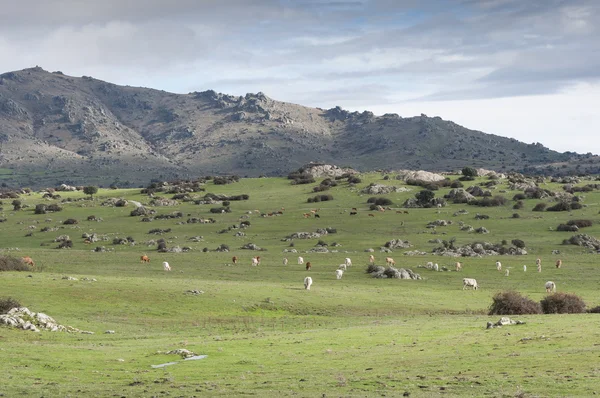 Krowy na pastwisku w Dehesa de Navalvillar — Zdjęcie stockowe