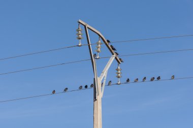 Lekesiz sığırcık sürüsü