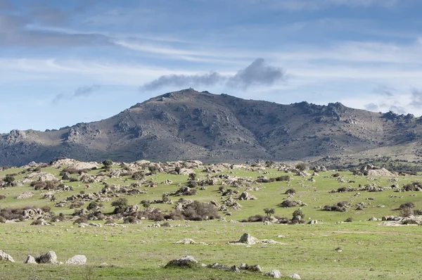 Mucche al pascolo nel file — Foto Stock