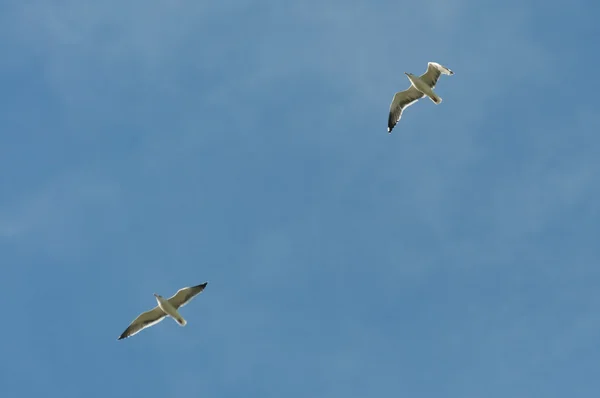 Gaivotas de pernas amarelas, Larus michahellis — Fotografia de Stock