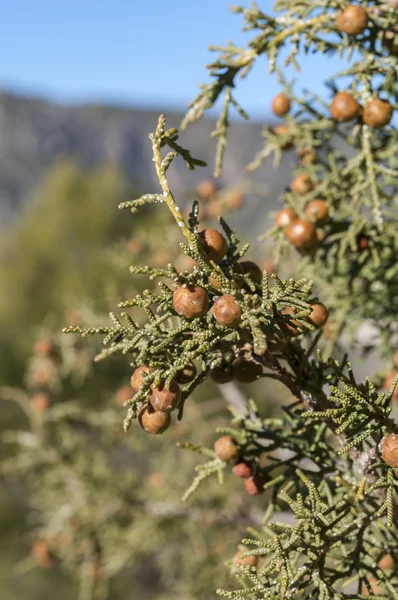 Detalj av löv, grenar och frukter av feniciska juniper, Juniperus phoenicea — Stockfoto