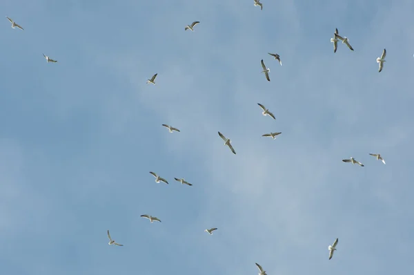 Flock of Yellow-legged gull, Larus michahellis — Stock Photo, Image