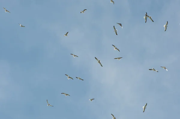 Manada de gaviotas de patas amarillas, Larus michahellis — Foto de Stock