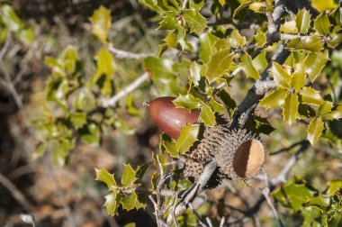 Kermes meşesi Quercus coccifera