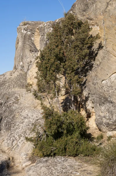 Υπόδειγμα του αοράτου, Juniperus phoenicea — Φωτογραφία Αρχείου