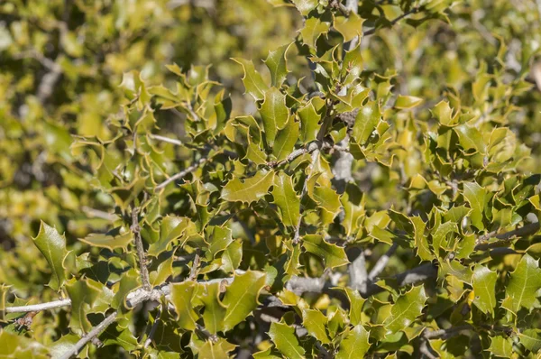 Kermes Roble, Quercus coccifera — Foto de Stock