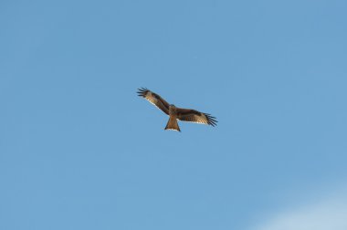 Kırmızı çaylak, Milvus milvus, uçuş