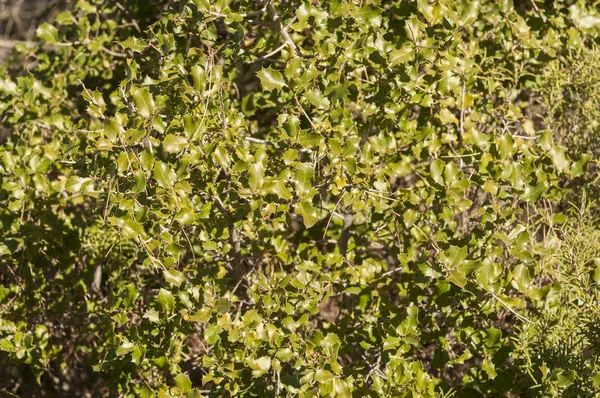 Detalle de hojas de Roble Kermes, Quercus coccifera — Foto de Stock