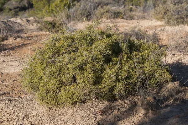 Espécime de Rosemary, Rosmarinus officinalis — Fotografia de Stock