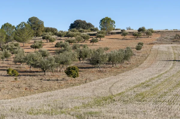 Щетинистое поле и оливковые рощи — стоковое фото
