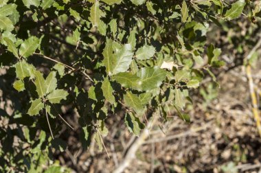 Ayrıntı yaprakları ve dalları safra meşe, Quercus faginea