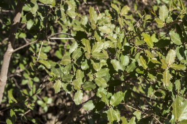 Safra meşe, Quercus faginea