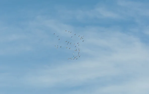 Bayağı turna Grus grus sürüsü — Stok fotoğraf