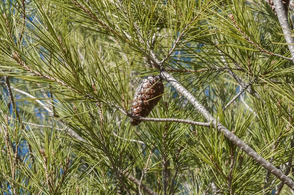 Pino d'Aleppo, Pinus halepensis — Foto Stock