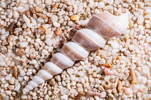 Marine seashell on the stones — Stock Photo, Image