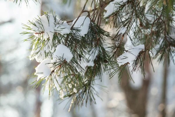 Borové větve pokryté sněhem — Stock fotografie