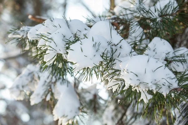 Rami di pino coperti di neve — Foto Stock