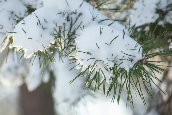 Branches de pin couvertes de neige — Photo