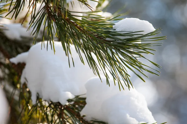 Branches de pin couvertes de neige — Photo