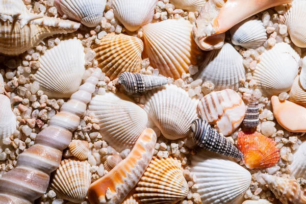 Schöne Muscheln Hintergrund — Stockfoto