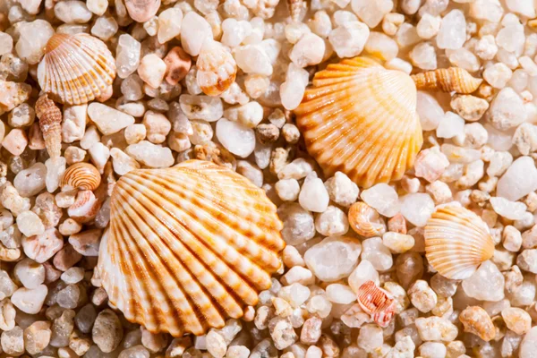 Beautiful seashells background — Stock Photo, Image