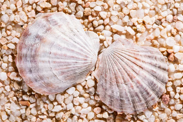 Beautiful seashells background — Stock Photo, Image