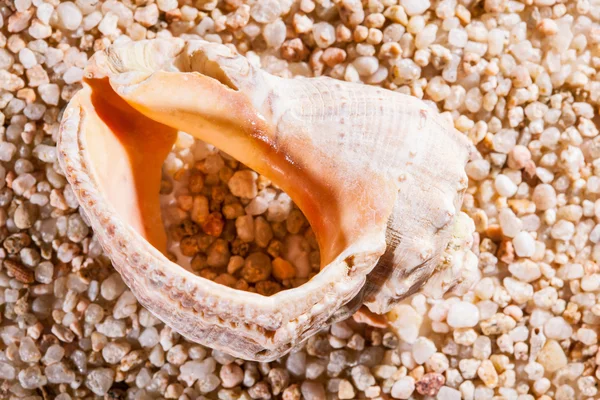 Marine seashell on the stones — Stock Photo, Image