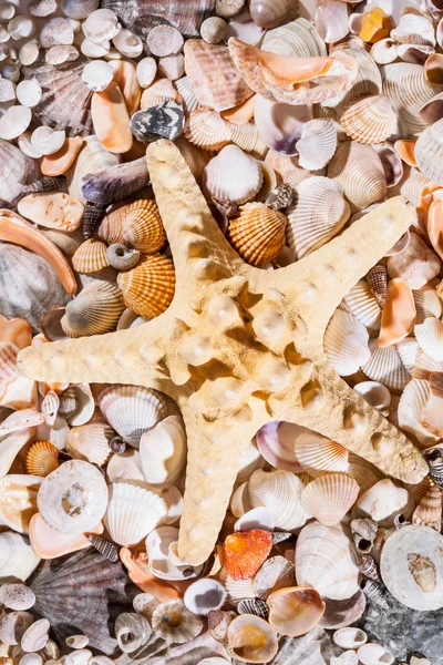 Sea stones background and a starfish — Stock Photo, Image