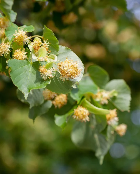 Lime blossoms close up — Stock Photo, Image