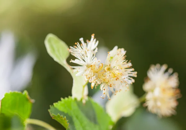 Fiori di tiglio da vicino — Foto Stock