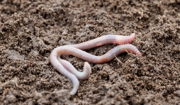 Земляной червь в почве - крупный план — стоковое фото