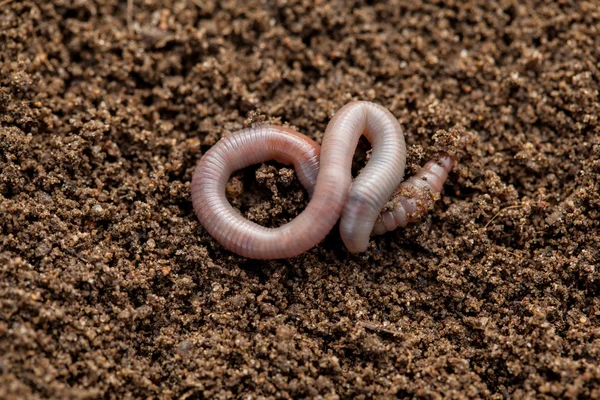 Gusano de tierra en el suelo - primer plano — Foto de Stock