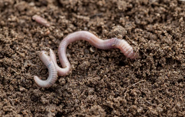 Gusano de tierra en el suelo - primer plano — Foto de Stock