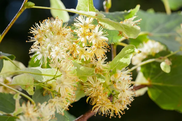 Lime blossom close up — Stock Photo, Image