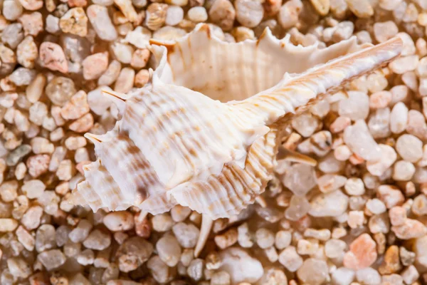 Makroaufnahme der schönen Muschel — Stockfoto
