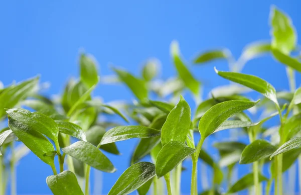 Many young sprouts of tomato — Stock Photo, Image