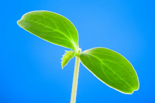 Young sprout of a cucumber — Stock Photo, Image