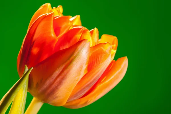 Естественный красивый тюльпан — стоковое фото