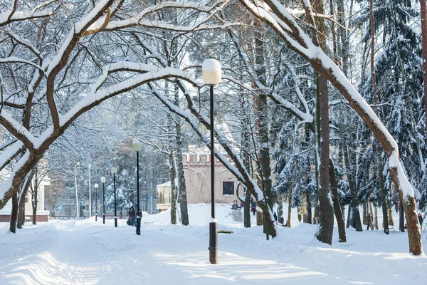 Veel snowbound bomen — Stockfoto