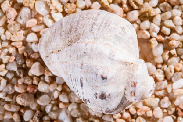 Macro shot of beautiful seashell — Stock Photo, Image