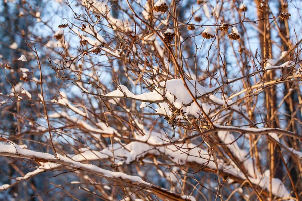 Fragmento de ramos coberto de neve — Fotografia de Stock