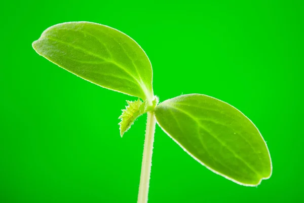 Young sprout of a cucumber — Stock Photo, Image