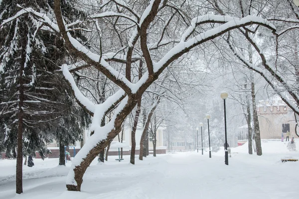 Veel snowbound bomen — Stockfoto