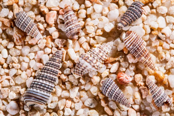 Sfondo Seashells - macro shot — Foto Stock